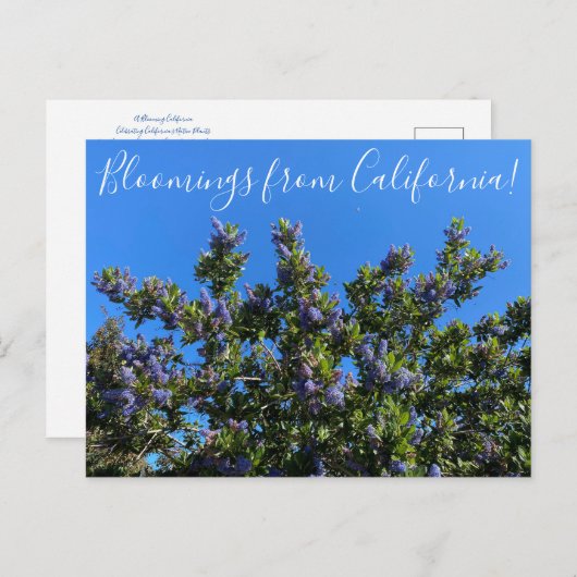 Bloomings uit Californië: Ray Hartman Ceanothus P Briefkaart (Voorkant / Achterkant)