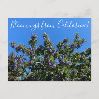 Bloomings uit Californië: Ray Hartman Ceanothus P Briefkaart