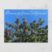 Bloomings uit Californië: Ray Hartman Ceanothus P Briefkaart (Voorkant)