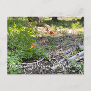 Bloomings uit Californië: Red Columbine Briefkaart