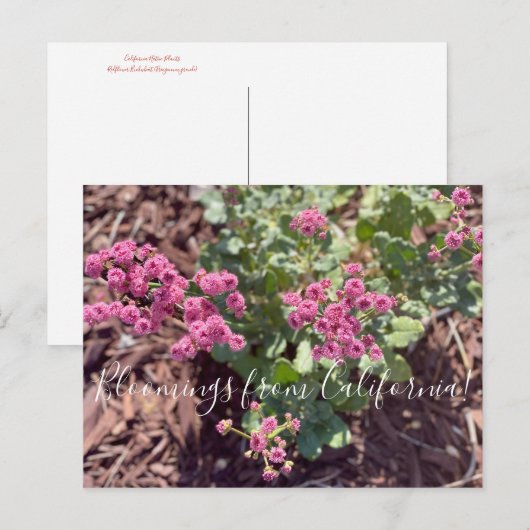 Bloomings uit Californië: Redflower Buckwheat Briefkaart (Voorkant / Achterkant)