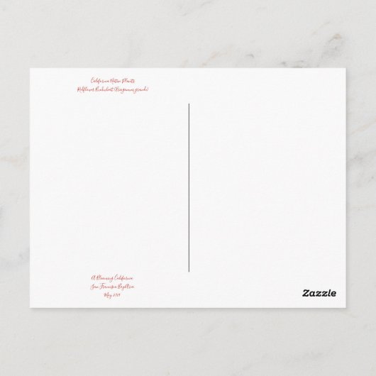 Bloomings uit Californië: Redflower Buckwheat Briefkaart (Achterkant)