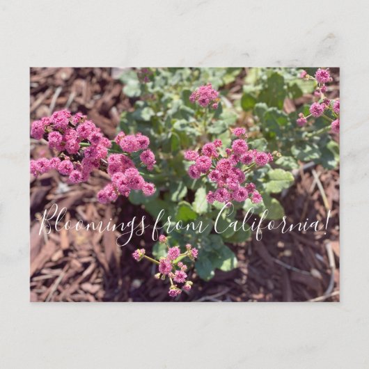Bloomings uit Californië: Redflower Buckwheat Briefkaart (Voorkant)