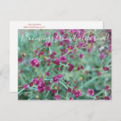 Bloomings uit Californië: Redflower Buckwheat Pos Briefkaart (Voorkant / Achterkant)