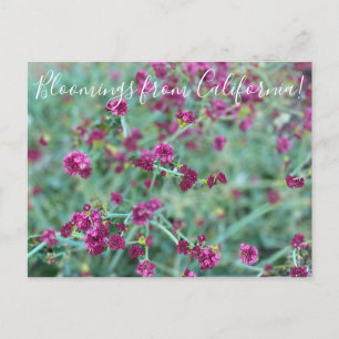 Bloomings uit Californië: Redflower Buckwheat Pos Briefkaart