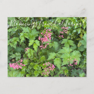 Bloomings uit Californië: Rosada Alumroot Briefkaart