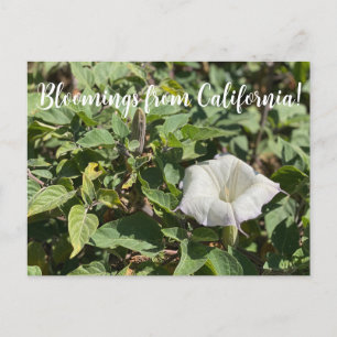 Bloomings uit Californië: Sacred Datura Briefkaart