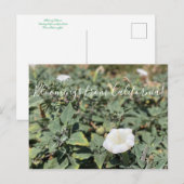 Bloomings uit Californië: Sacred Datura Briefkaart (Voorkant / Achterkant)