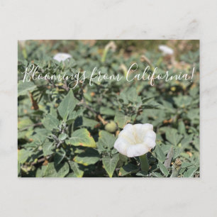 Bloomings uit Californië: Sacred Datura Briefkaart