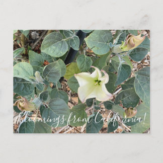 Bloomings uit Californië: Sacred Datura Briefkaart