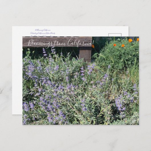 Bloomings uit Californië: Sage Poppies Briefkaart (Voorkant / Achterkant)