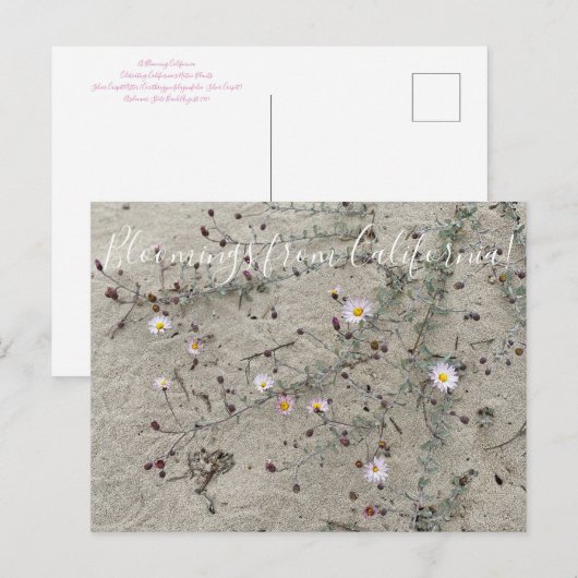 Bloomings uit Californië: Sand Aster Briefkaart (Voorkant / Achterkant)