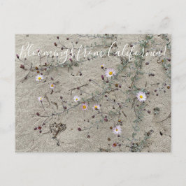 Bloomings uit Californië: Sand Aster Briefkaart