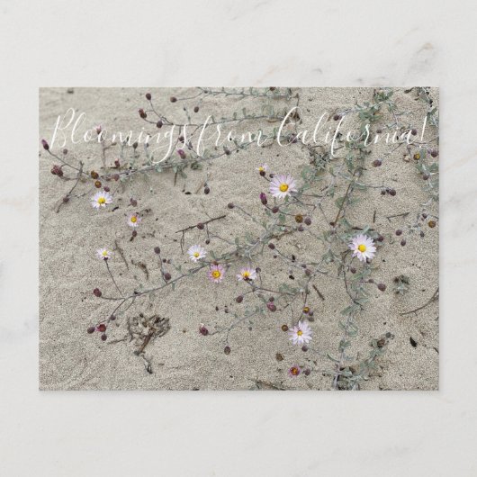 Bloomings uit Californië: Sand Aster Briefkaart (Voorkant)