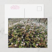 Bloomings uit Californië: Seacliff Buckwheat Briefkaart (Voorkant / Achterkant)