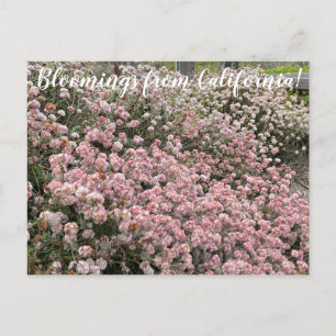 Bloomings uit Californië: Seacliff Buckwheat Briefkaart
