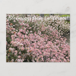 Bloomings uit Californië: Seacliff Buckwheat Briefkaart