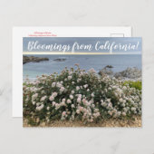 Bloomings uit Californië: Seacliff Buckwheat Post Briefkaart (Voorkant / Achterkant)