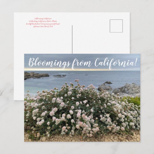 Bloomings uit Californië: Seacliff Buckwheat Post Briefkaart (Voorkant / Achterkant)