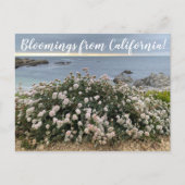 Bloomings uit Californië: Seacliff Buckwheat Post Briefkaart (Voorkant)