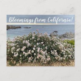 Bloomings uit Californië: Seacliff Buckwheat Post Briefkaart