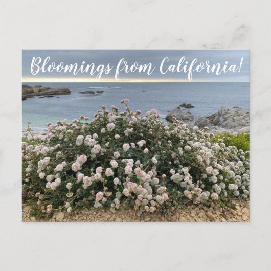 Bloomings uit Californië: Seacliff Buckwheat Post Briefkaart (Voorkant)
