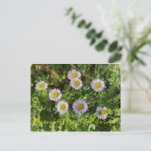 Bloomings uit Californië: Seaside Daisies Briefkaart (Staand voorkant)