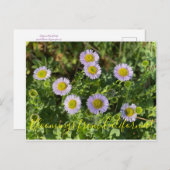 Bloomings uit Californië: Seaside Daisies Briefkaart (Voorkant / Achterkant)