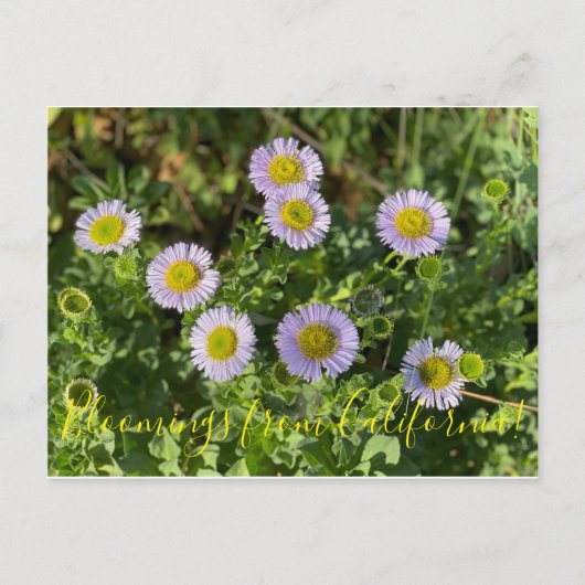 Bloomings uit Californië: Seaside Daisies Briefkaart (Voorkant)