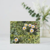 Bloomings uit Californië: Seaside Daisy Briefkaart (Staand voorkant)
