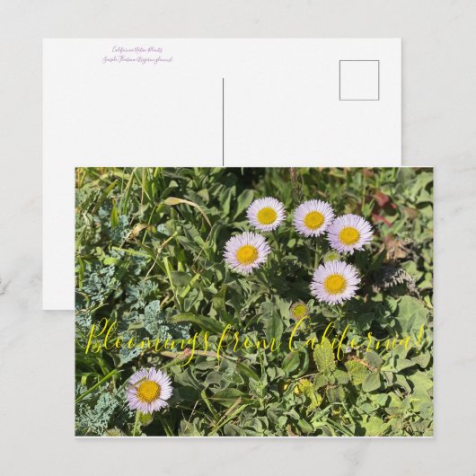 Bloomings uit Californië: Seaside Daisy Briefkaart (Voorkant / Achterkant)