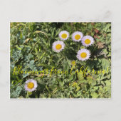 Bloomings uit Californië: Seaside Daisy Briefkaart (Voorkant)