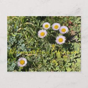 Bloomings uit Californië: Seaside Daisy Briefkaart