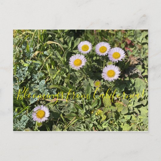 Bloomings uit Californië: Seaside Daisy Briefkaart (Voorkant)