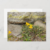Bloomings uit Californië: Seep Monkey Flower Briefkaart (Voorkant / Achterkant)