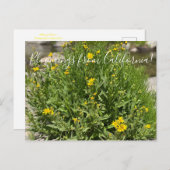 Bloomings uit Californië: Seep Spring Arnica Briefkaart (Voorkant / Achterkant)