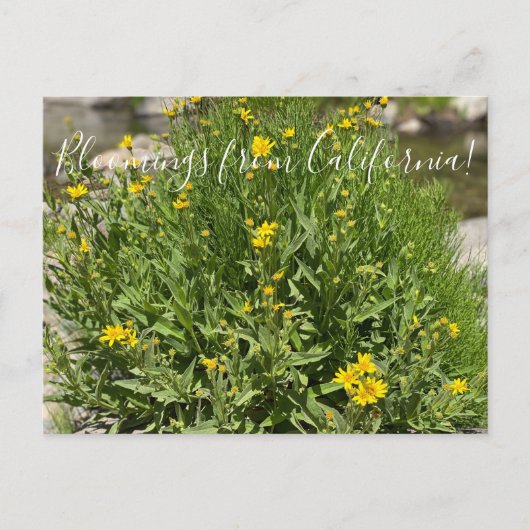 Bloomings uit Californië: Seep Spring Arnica Briefkaart (Voorkant)