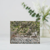 Bloomings uit Californië: Sentinel Manzanita Briefkaart (Staand voorkant)