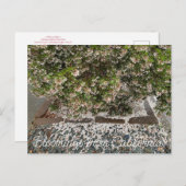 Bloomings uit Californië: Sentinel Manzanita Briefkaart (Voorkant / Achterkant)