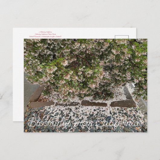 Bloomings uit Californië: Sentinel Manzanita Briefkaart (Voorkant / Achterkant)