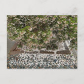 Bloomings uit Californië: Sentinel Manzanita Briefkaart (Voorkant)