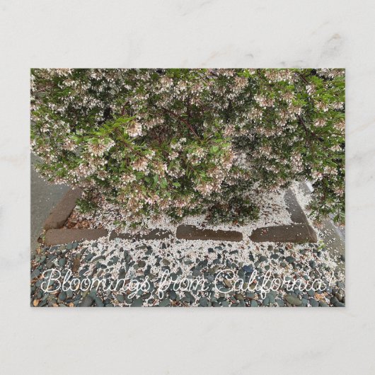 Bloomings uit Californië: Sentinel Manzanita Briefkaart (Voorkant)