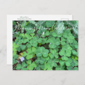 Bloomings uit Californië: sequoia Briefkaart (Voorkant / Achterkant)