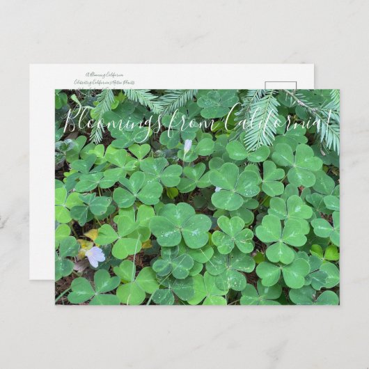 Bloomings uit Californië: sequoia Briefkaart (Voorkant / Achterkant)