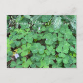 Bloomings uit Californië: sequoia Briefkaart (Voorkant)