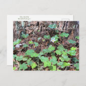 Bloomings uit Californië: sequoia Briefkaart (Voorkant / Achterkant)