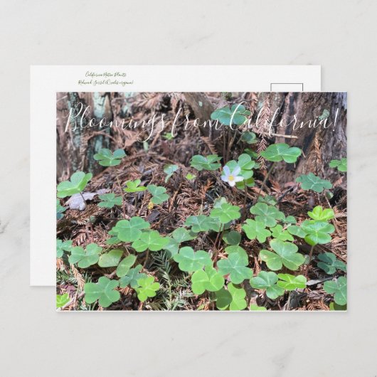 Bloomings uit Californië: sequoia Briefkaart (Voorkant / Achterkant)