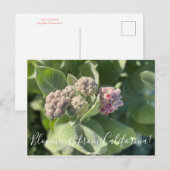 Bloomings uit Californië: Showy Milkweed Briefkaar Briefkaart (Voorkant / Achterkant)