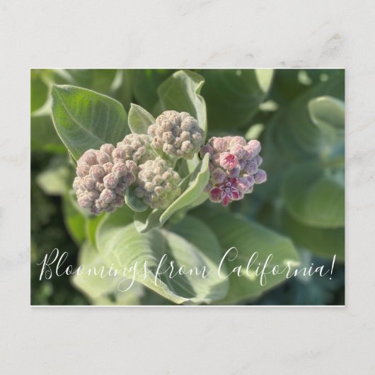 Bloomings uit Californië: Showy Milkweed Briefkaar Briefkaart (Voorkant)