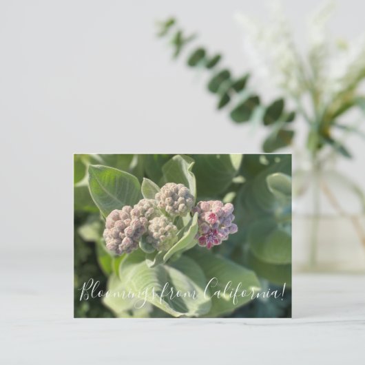 Bloomings uit Californië: Showy Milkweed Briefkaar Briefkaart (Staand voorkant)